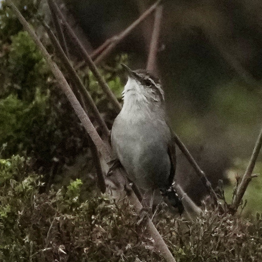 Bewick's Wren - ML613663938