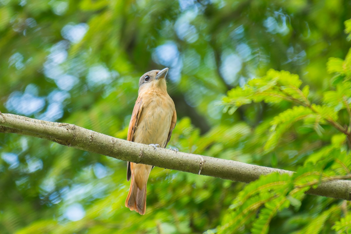 Crested Becard - ML613664012