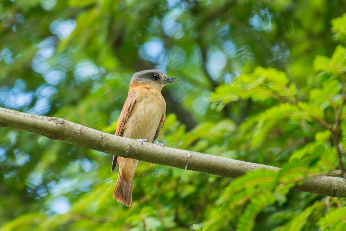 Crested Becard - ML613664015