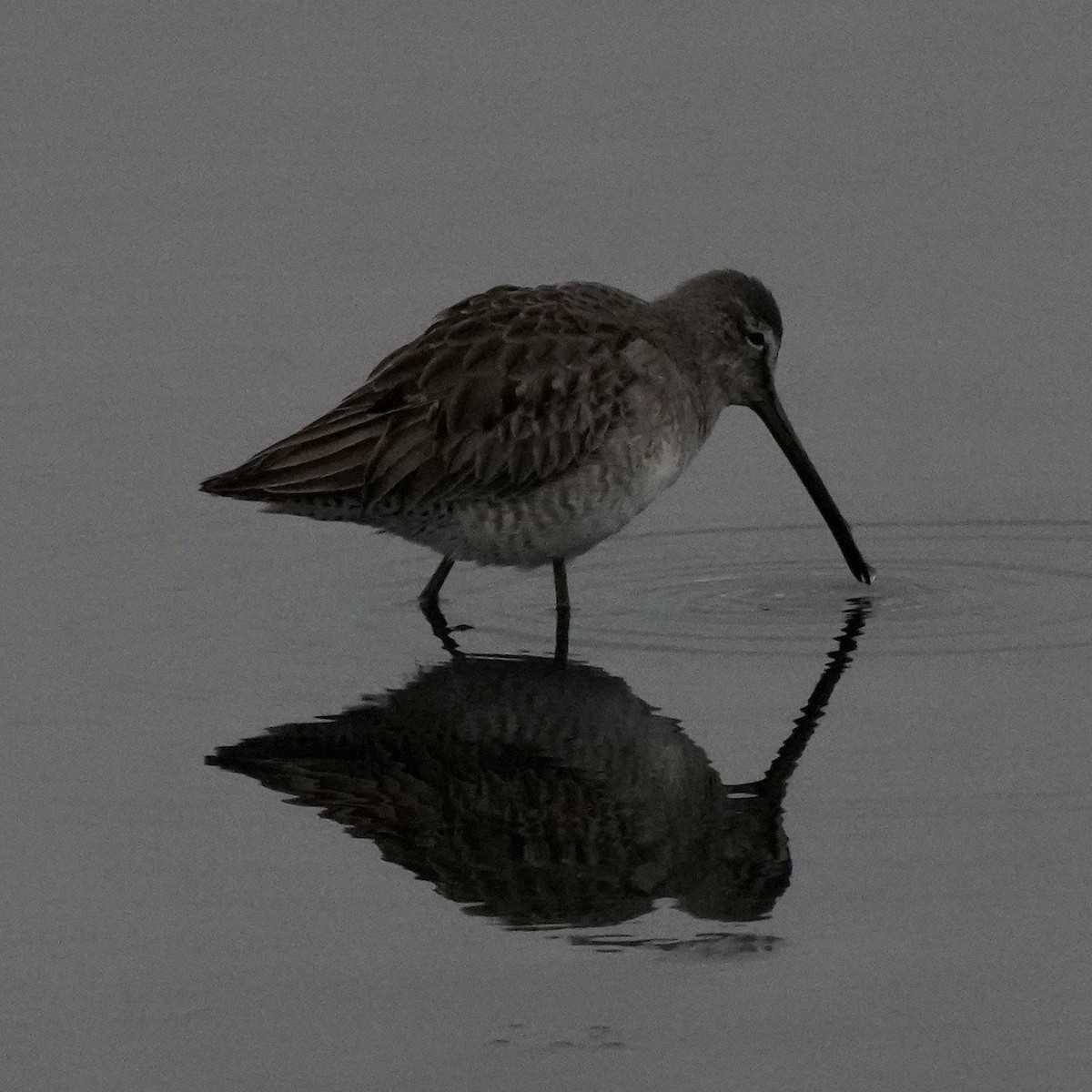 Long-billed Dowitcher - ML613664041