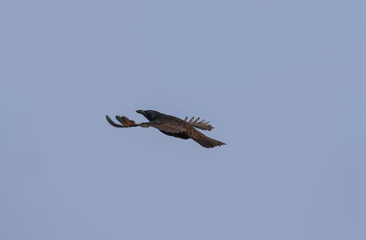 Samoan Starling - ML613664043