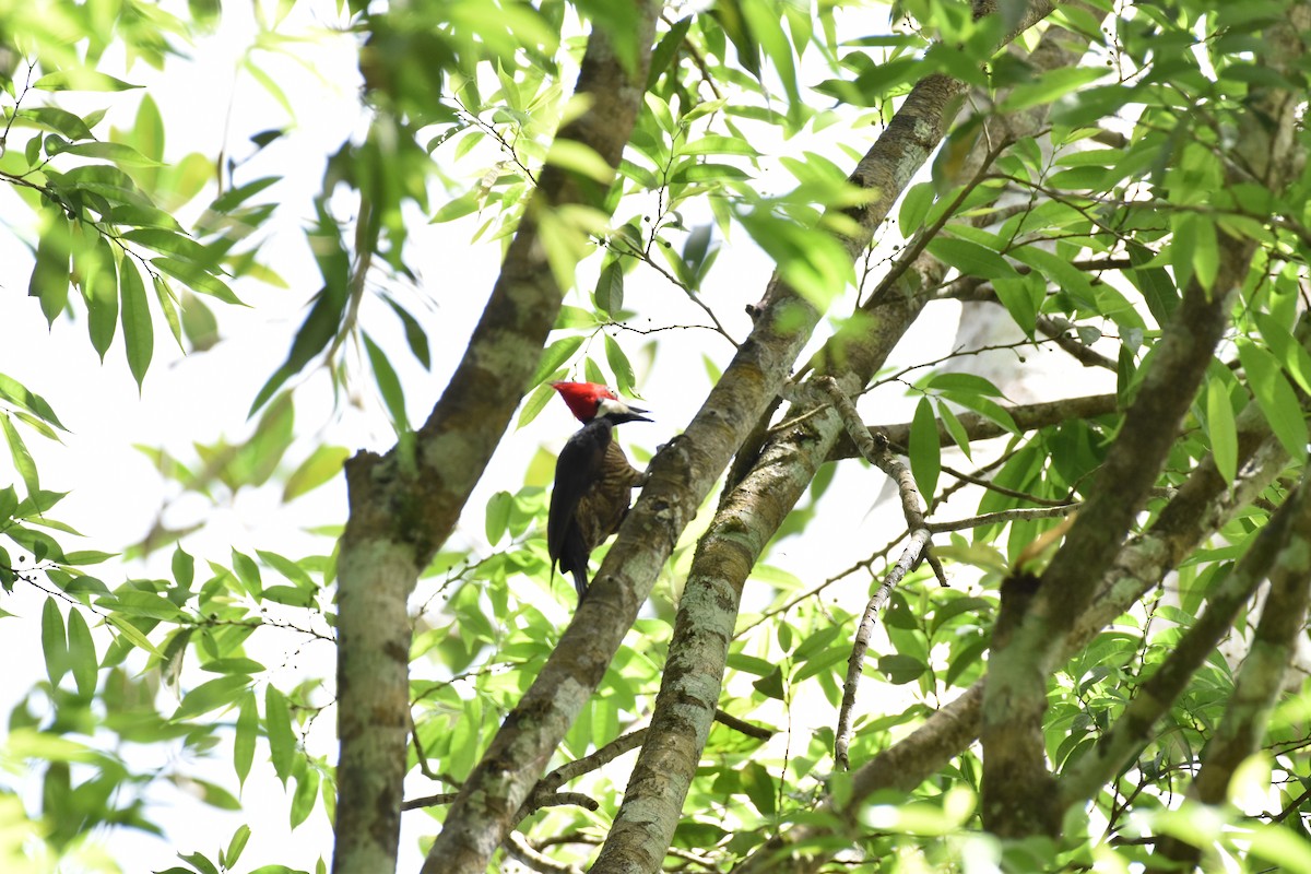 Crimson-crested Woodpecker - ML613664250