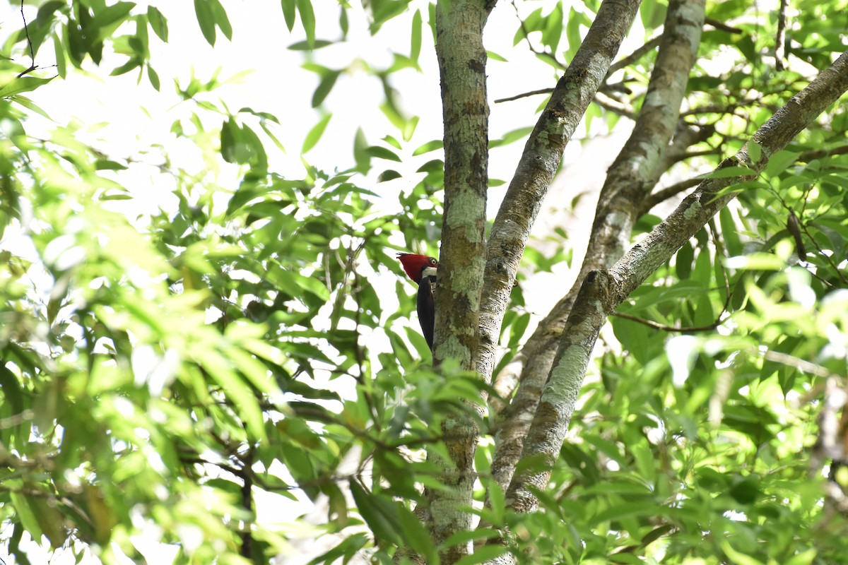 Crimson-crested Woodpecker - ML613664251