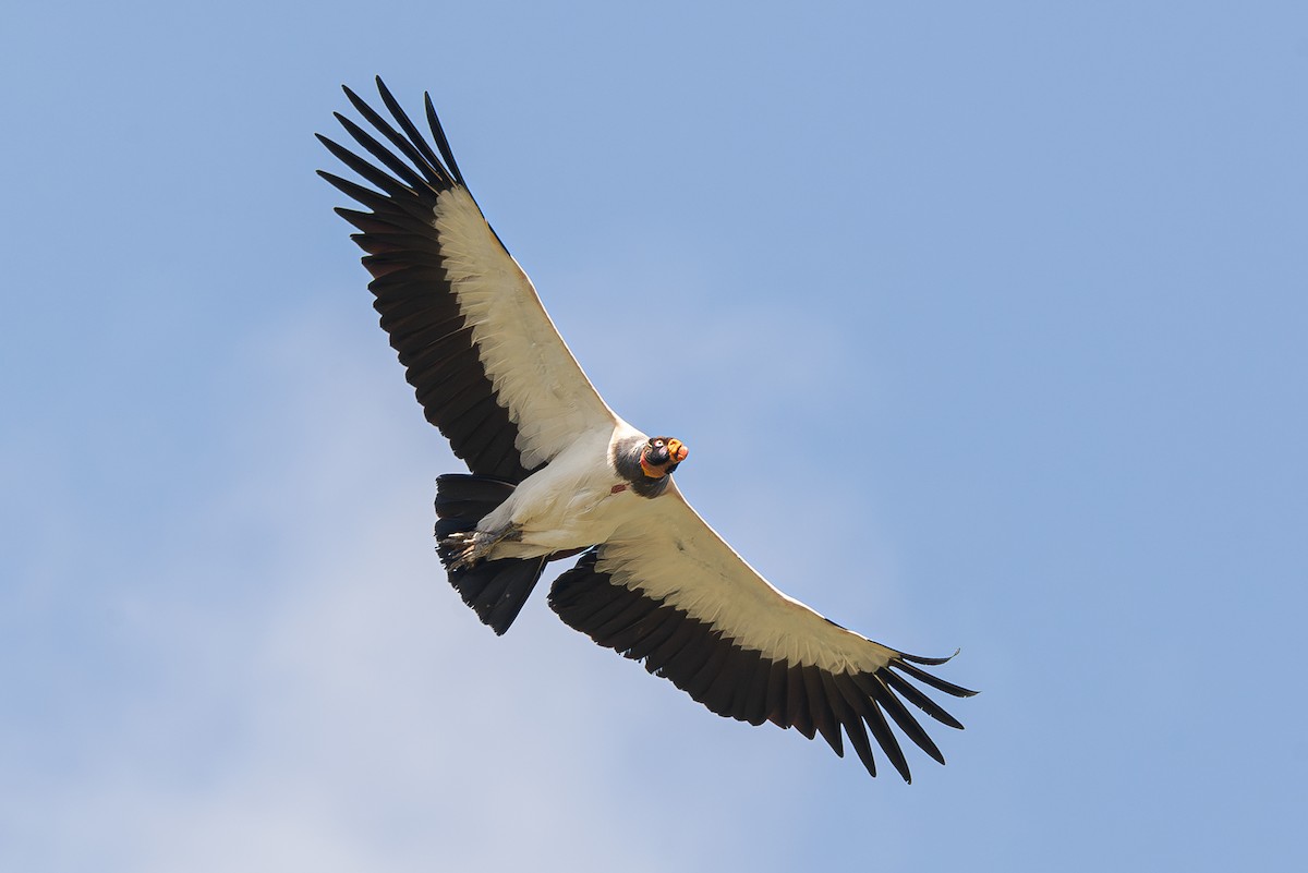 King Vulture - Raphael Zulianello