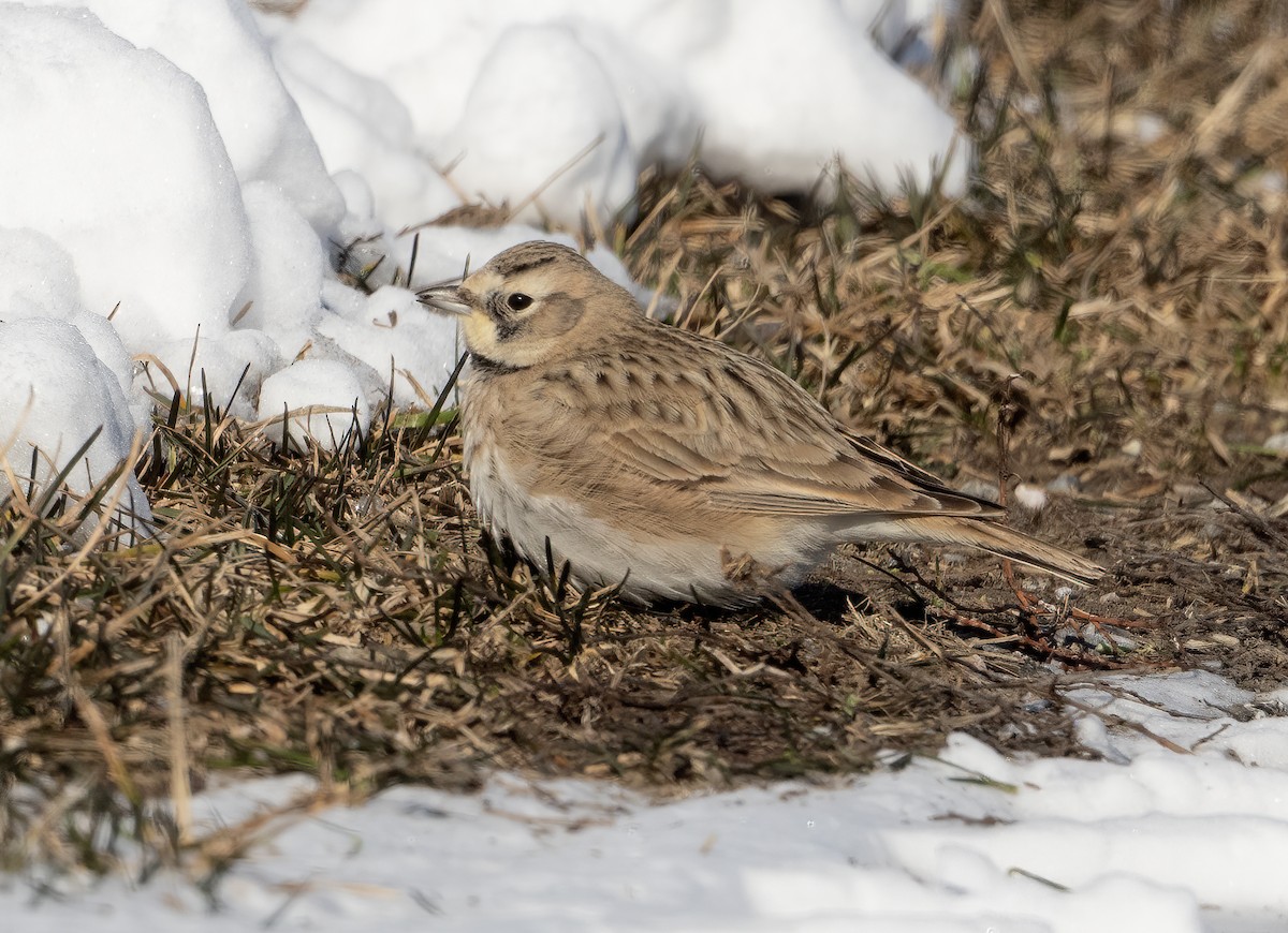 Horned Lark - ML613664305