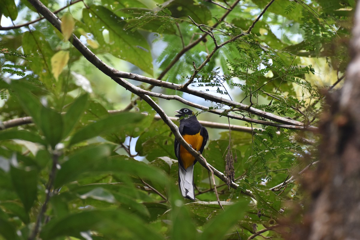 White-tailed Trogon - ML613664306