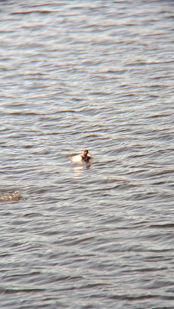 Lesser Scaup - ML613664386