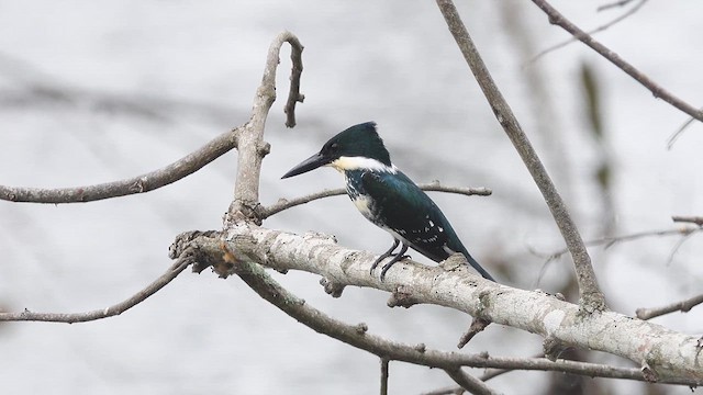 Green Kingfisher - ML613664413