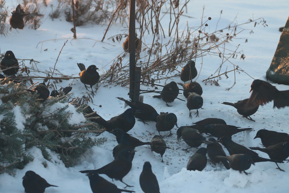 Common Grackle - Carol Decker