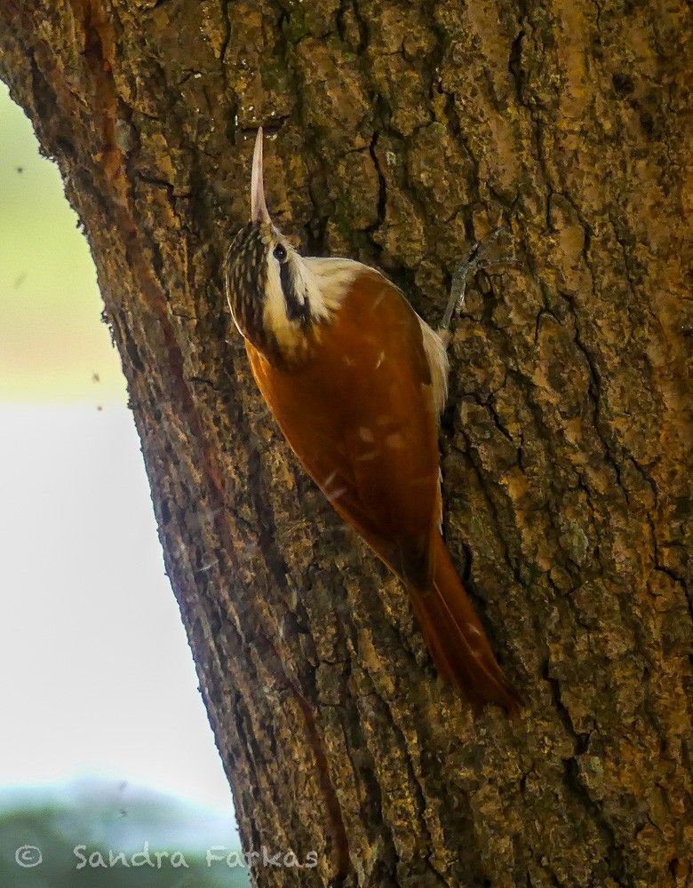 Narrow-billed Woodcreeper - Sandra Farkas