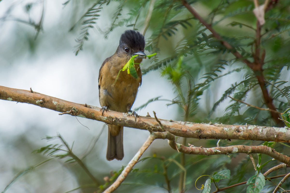 Crested Becard - Marcelo  Telles