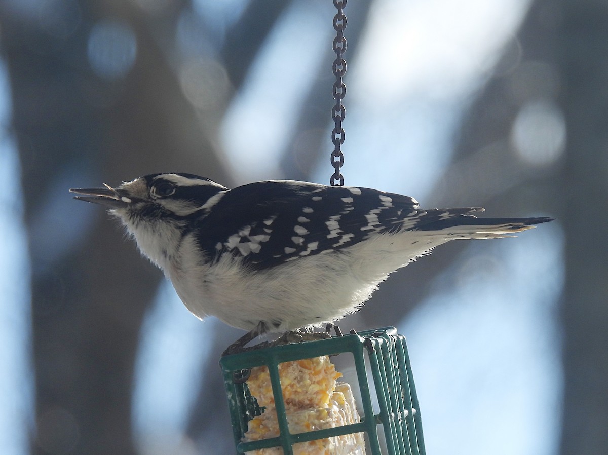 Downy x Hairy Woodpecker (hybrid) - ML613664487