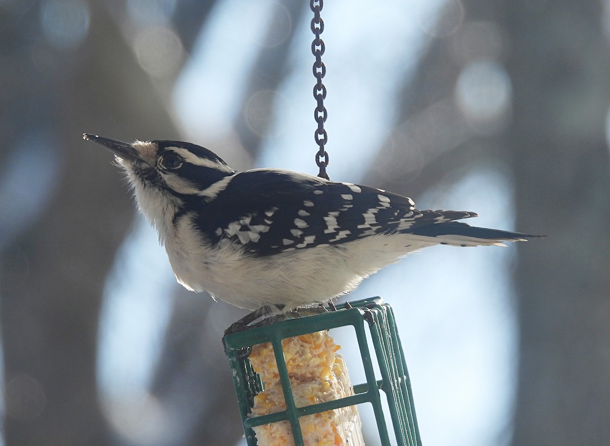 Downy x Hairy Woodpecker (hybrid) - ML613664490