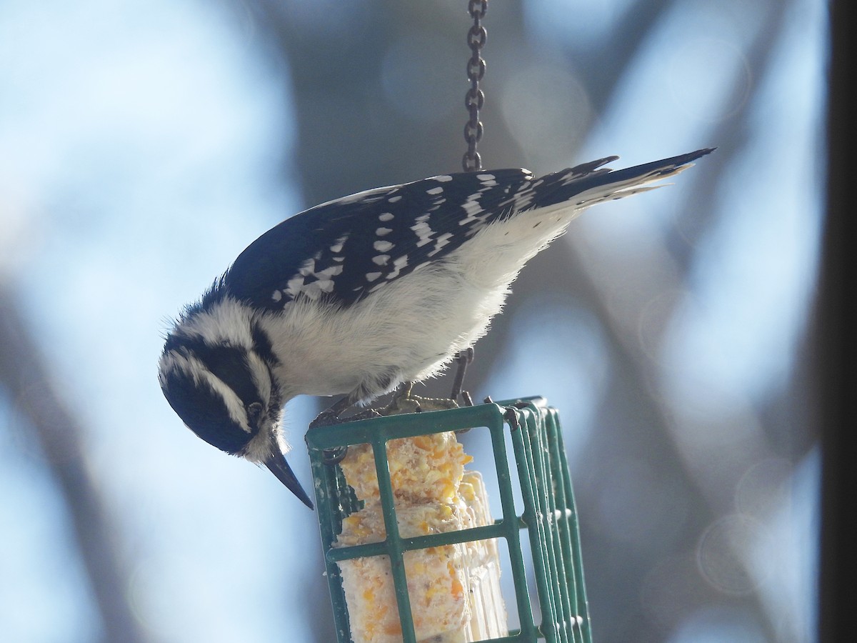 Downy x Hairy Woodpecker (hybrid) - ML613664491