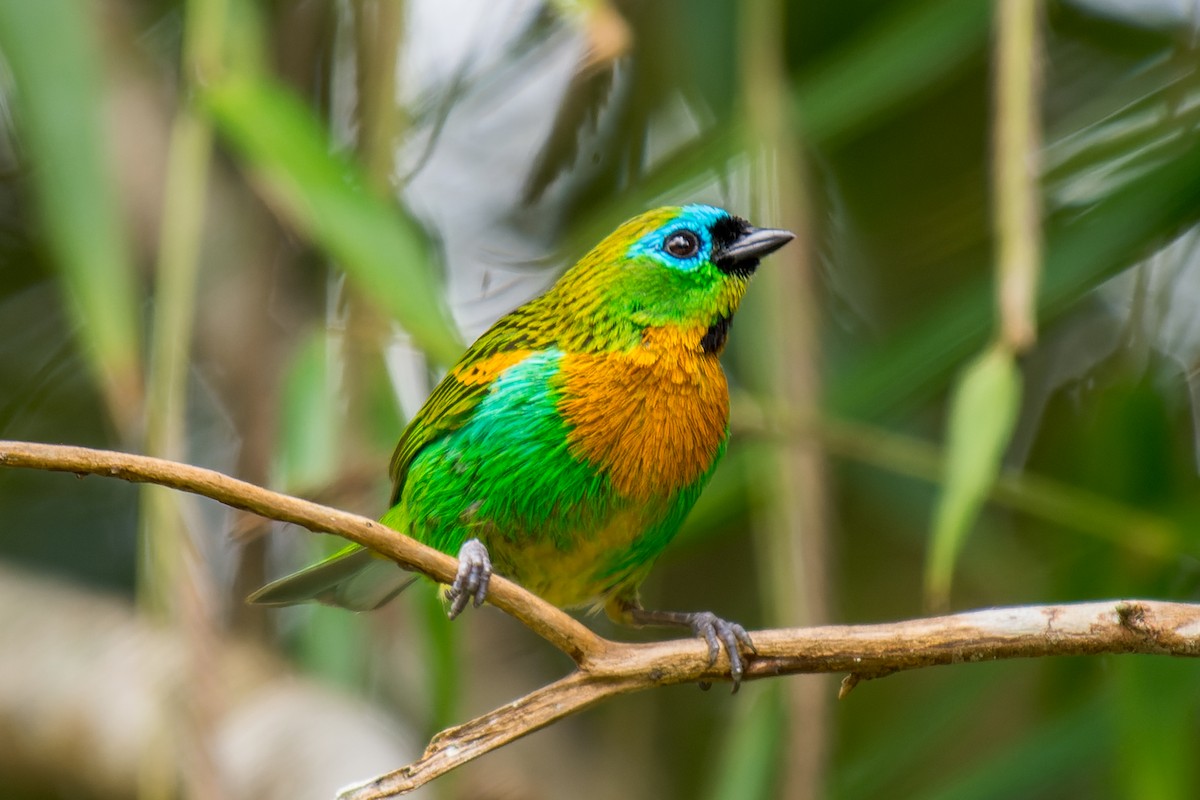 Brassy-breasted Tanager - ML613664496