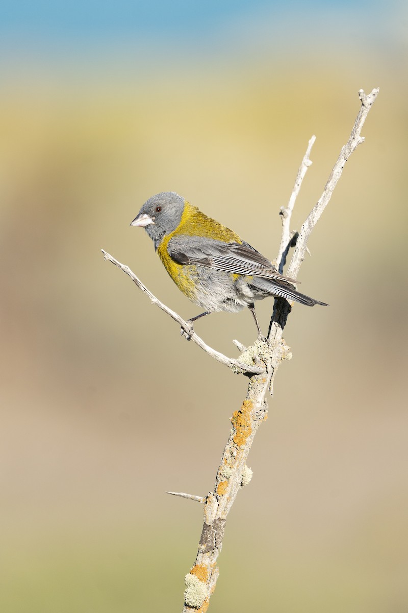 Gray-hooded Sierra Finch (gayi/caniceps) - Jérémy Calvo