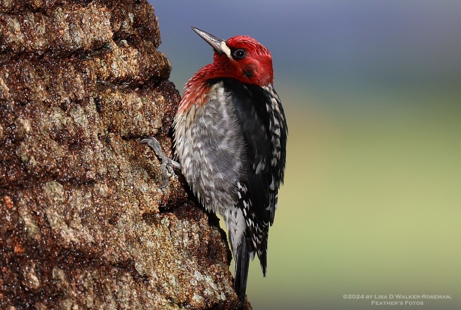 Red-breasted Sapsucker - ML613664563
