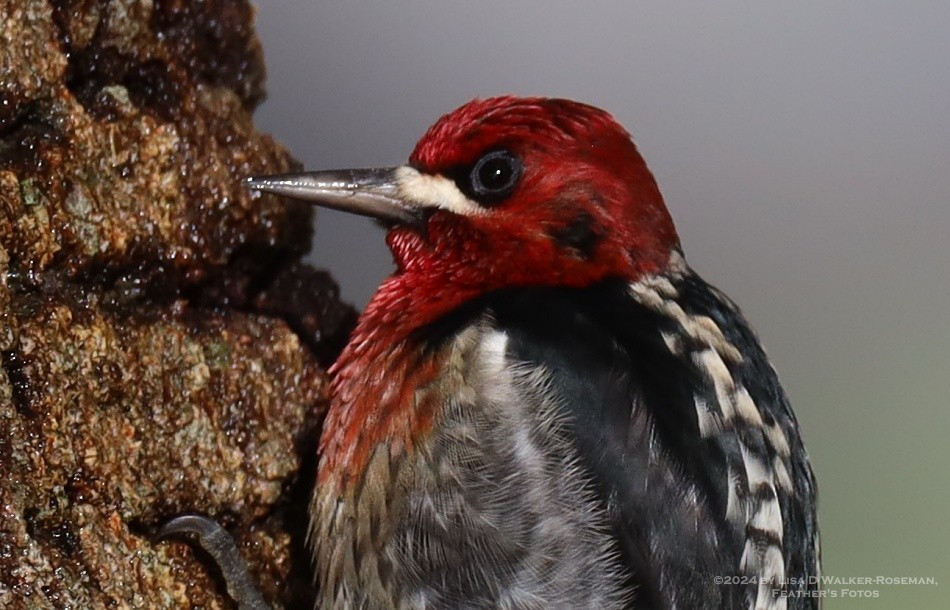 Red-breasted Sapsucker - ML613664564