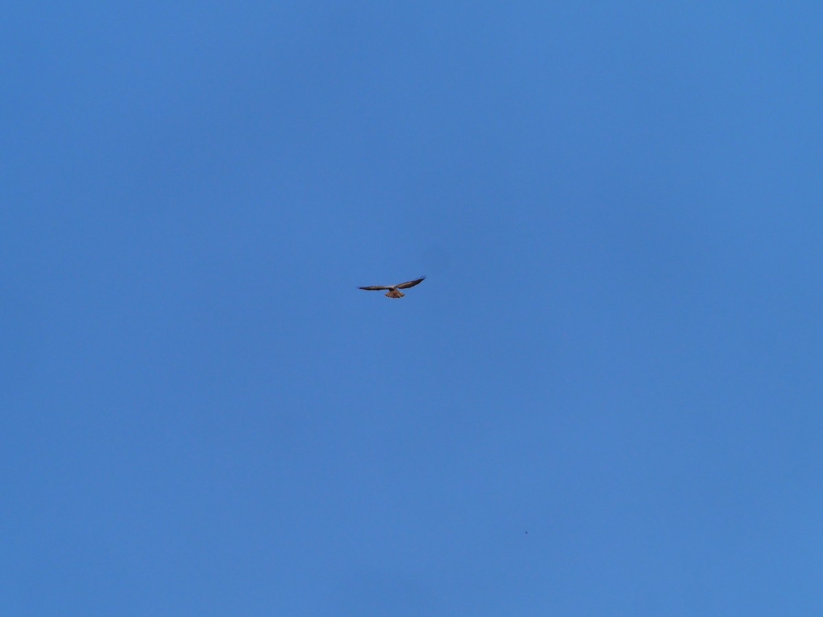 Swainson's Hawk - ML613664609