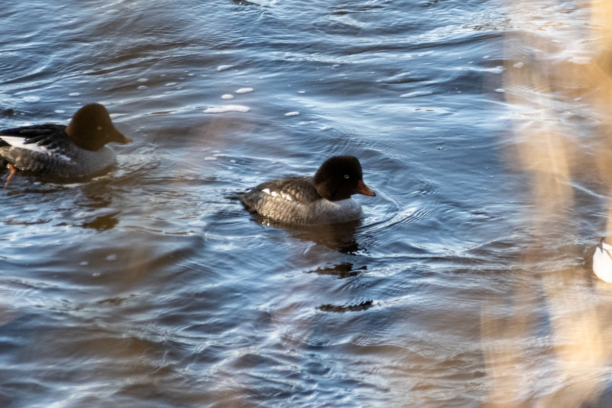 Barrow's Goldeneye - ML613664618