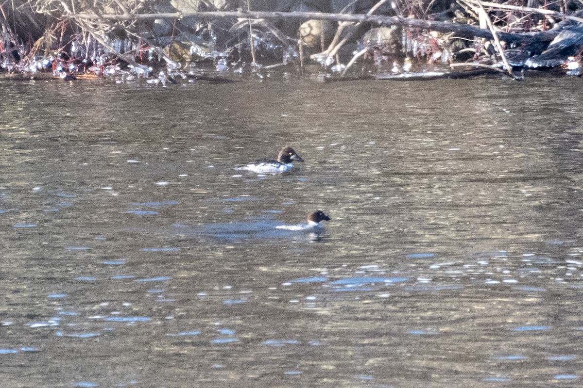 Common Goldeneye - ML613664628