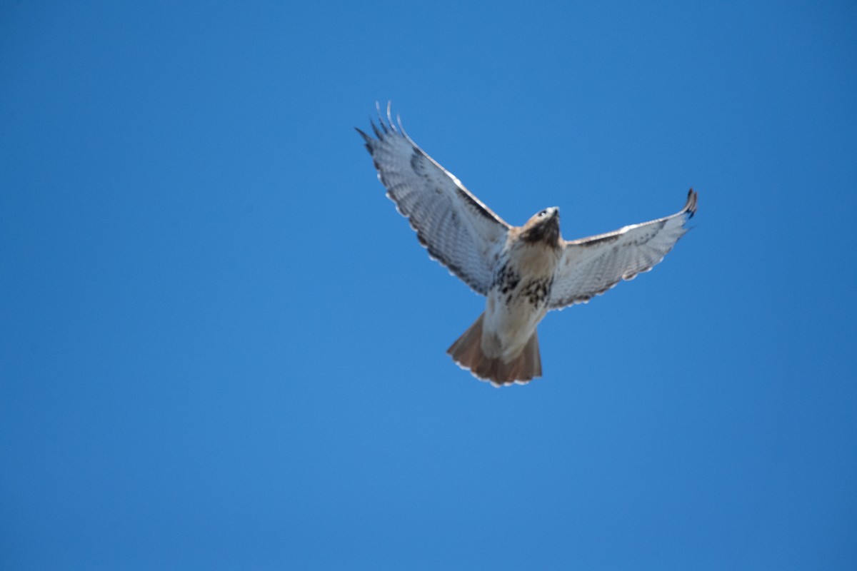 Red-tailed Hawk - ML613664632