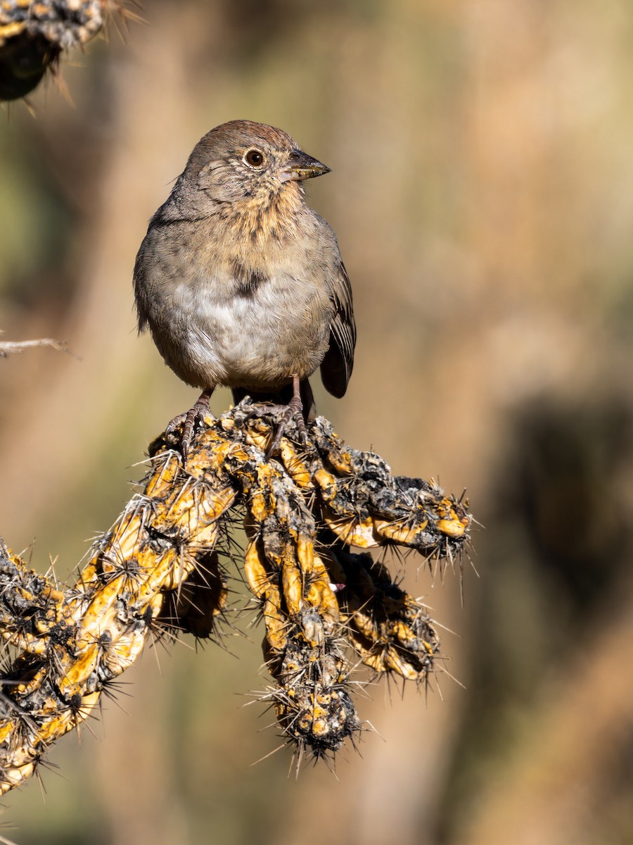Canyon Towhee - ML613664646