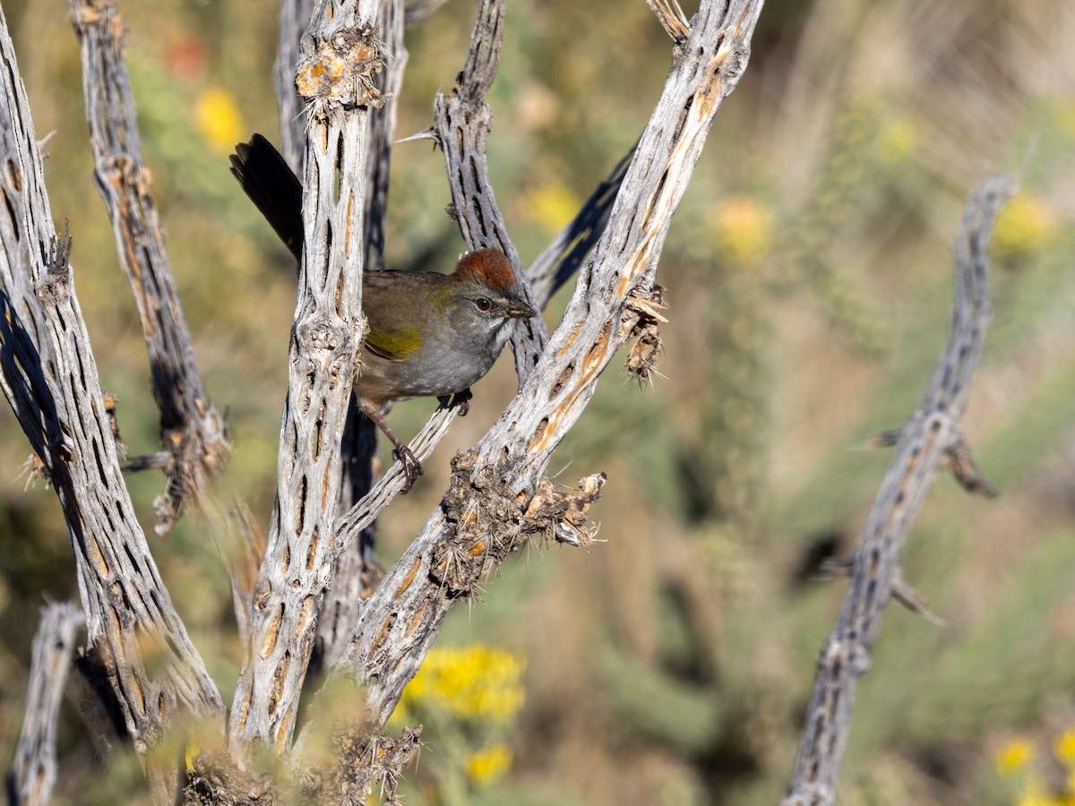 Green-tailed Towhee - ML613664650