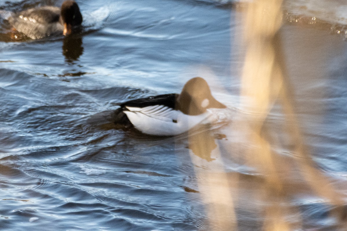 Common Goldeneye - Richard Littauer