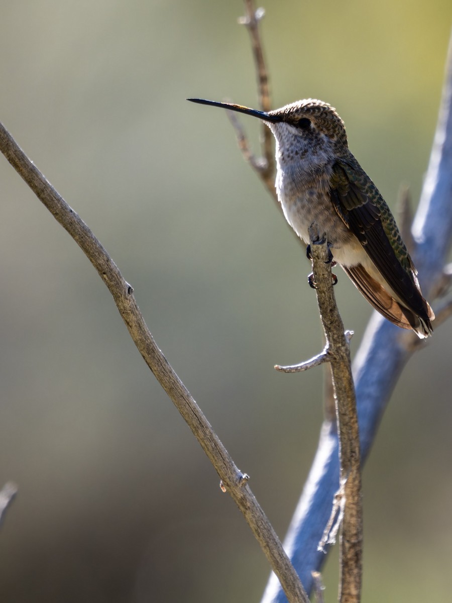 Rufous Hummingbird - ML613664655