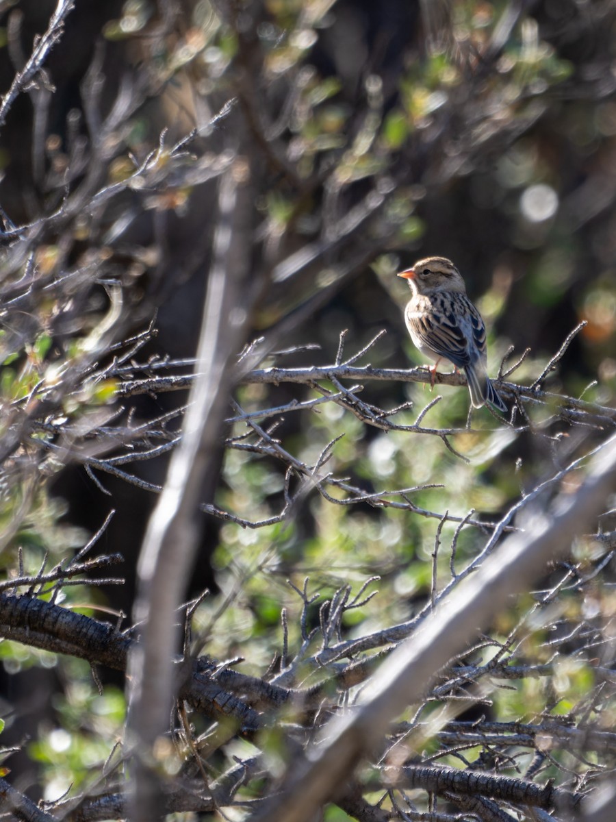 Clay-colored Sparrow - Tim Ludwick