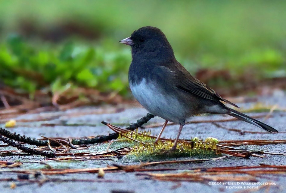 Dark-eyed Junco (cismontanus) - ML613664671