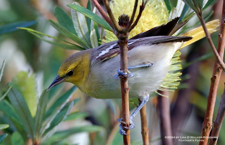 Bullock's Oriole - ML613664716