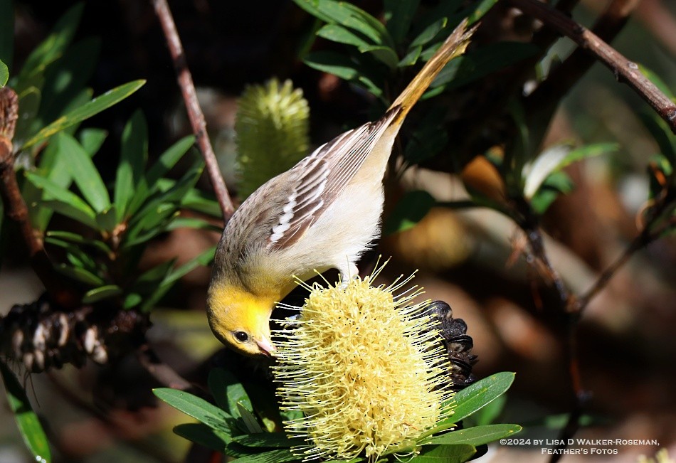 Bullock's Oriole - ML613664717