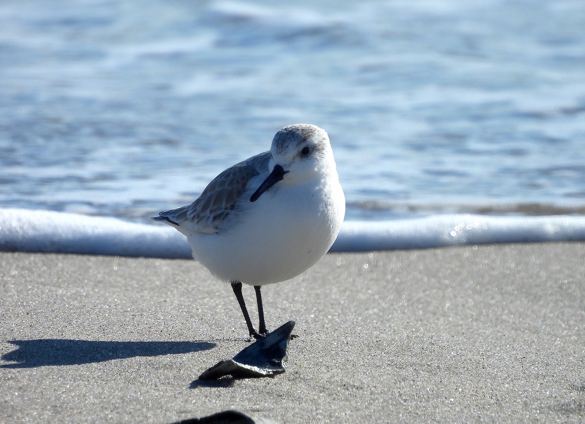 Bécasseau sanderling - ML613664730