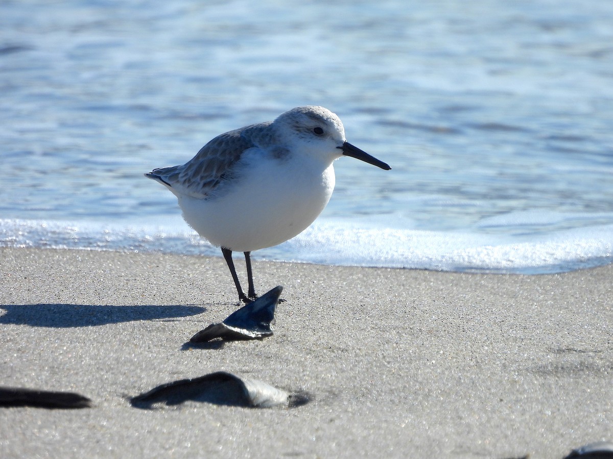 Bécasseau sanderling - ML613664731