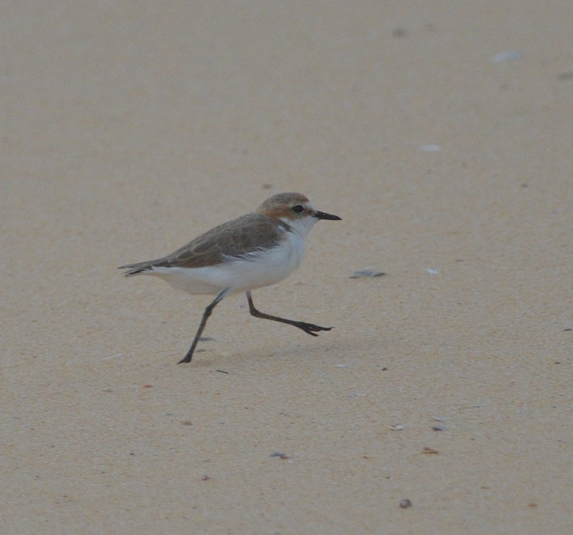 Red-capped Plover - ML613664732