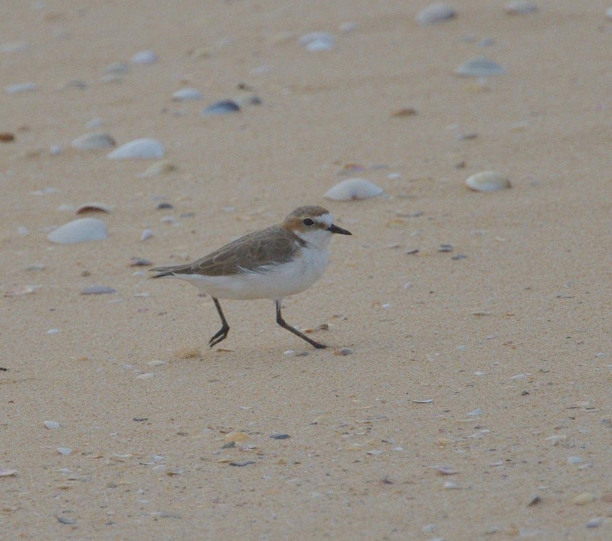 Red-capped Plover - ML613664734