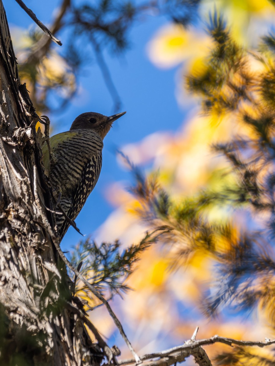 Williamson's Sapsucker - ML613664751