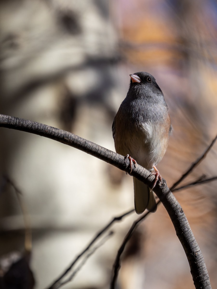 Dark-eyed Junco (Pink-sided) - ML613664765