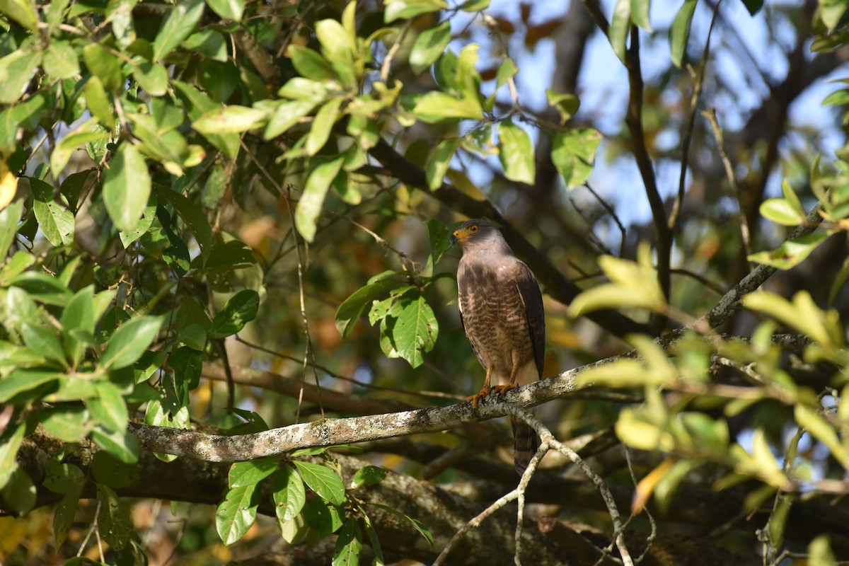 Roadside Hawk - ML613664788