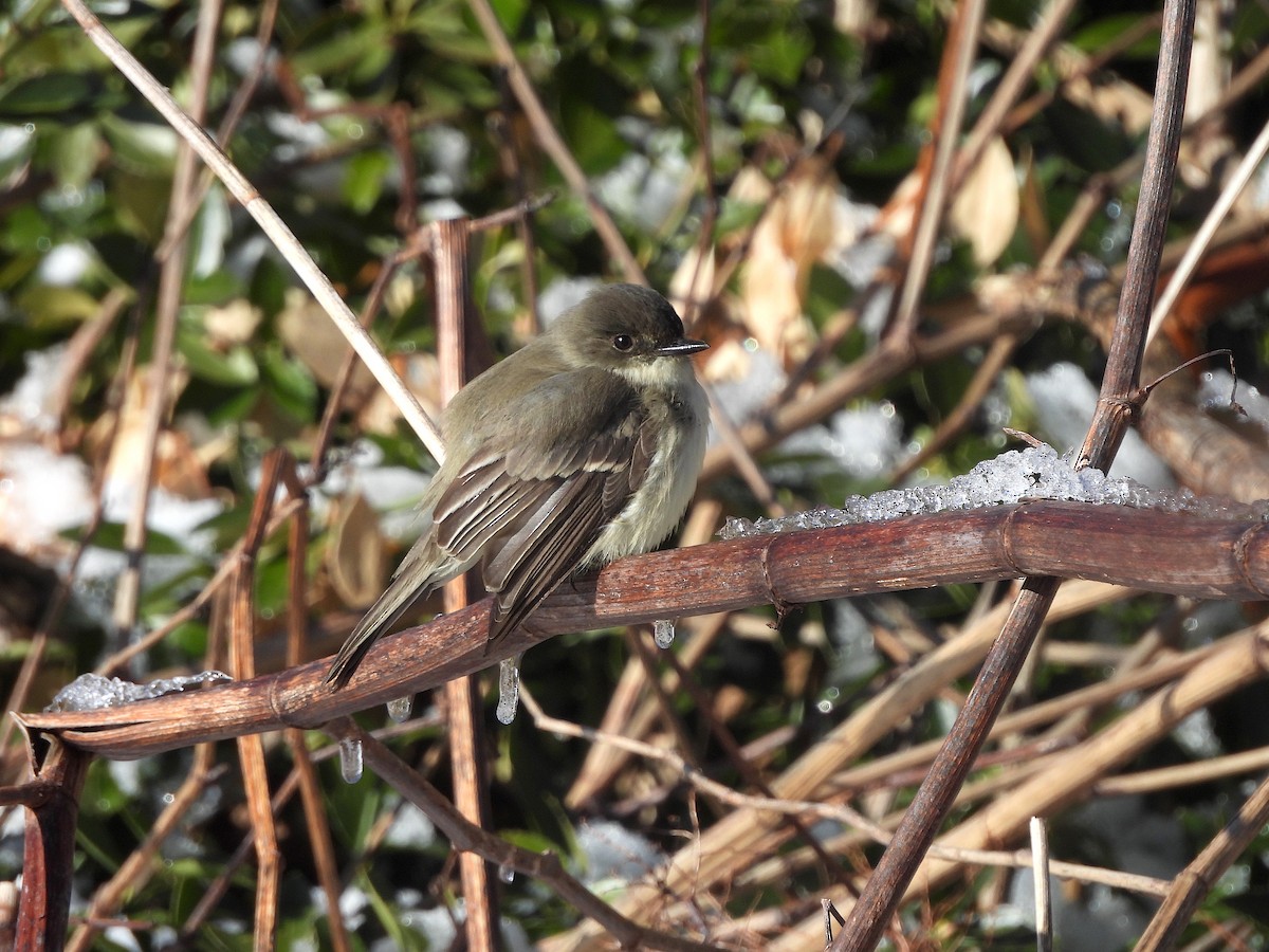 Eastern Phoebe - ML613664808