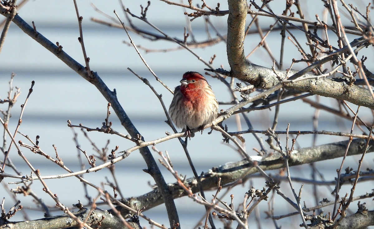 House Finch - ML613664829