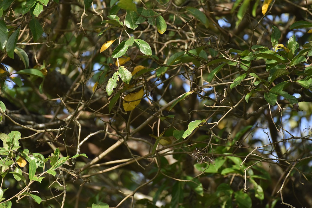 Golden-fronted Greenlet - ML613664836