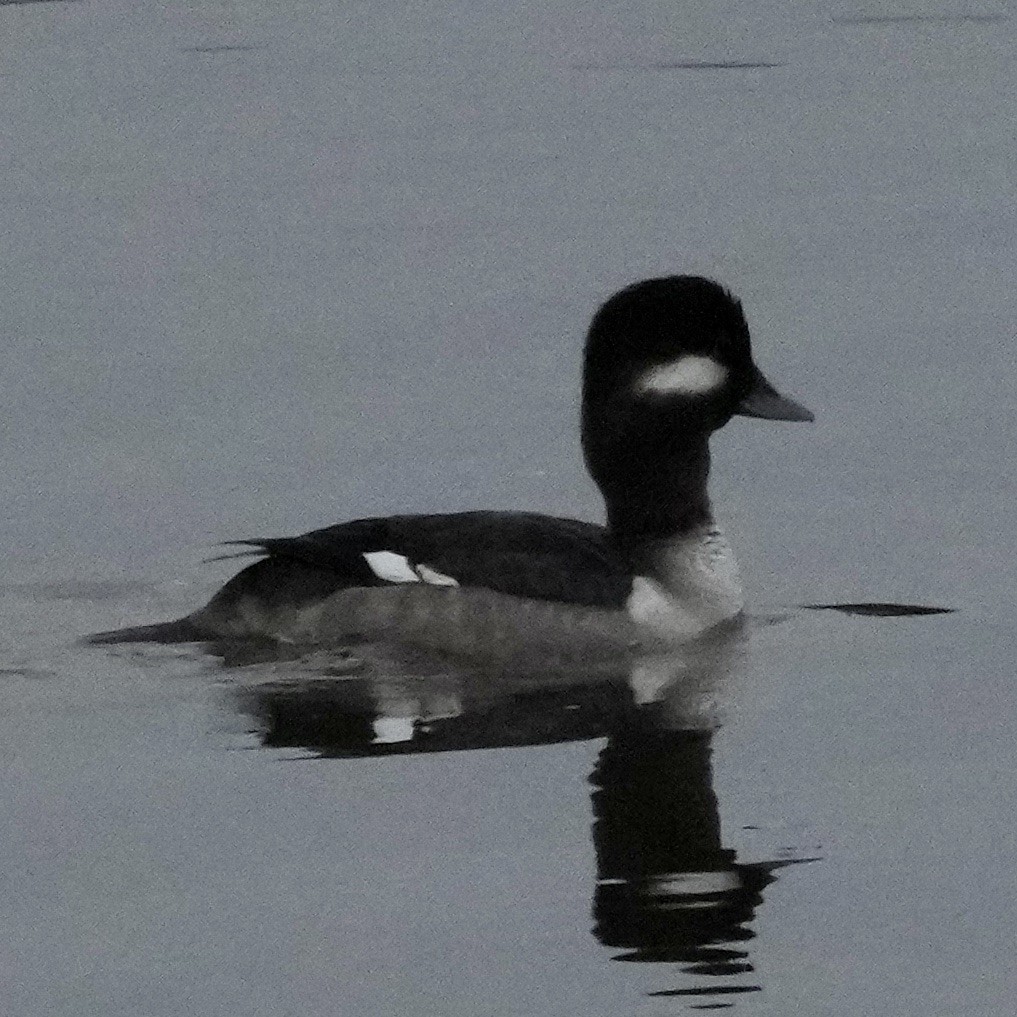 Bufflehead - ML613664873