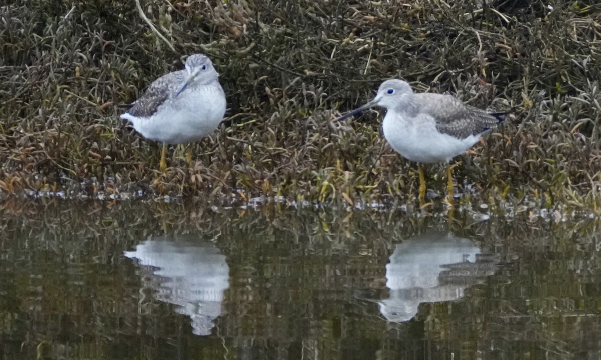 Greater Yellowlegs - ML613664935