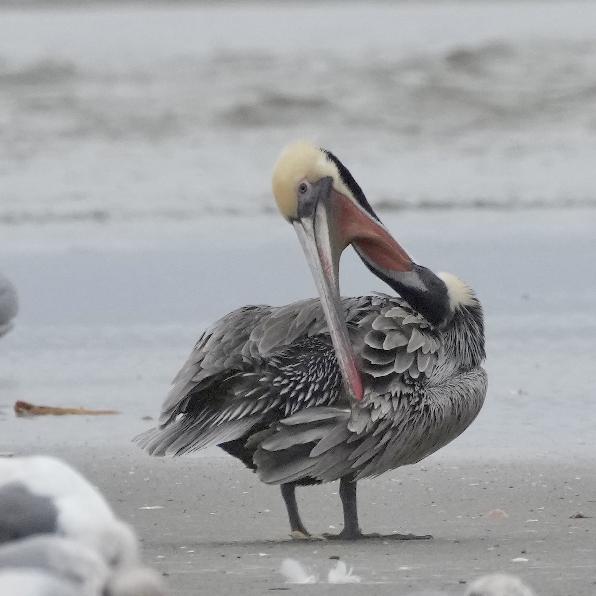 Brown Pelican - ML613664969