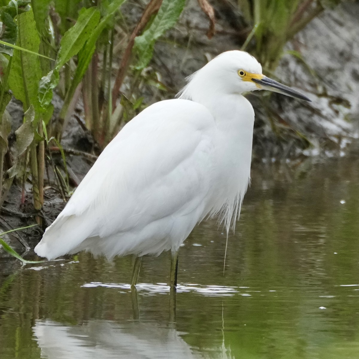 Snowy Egret - ML613664976