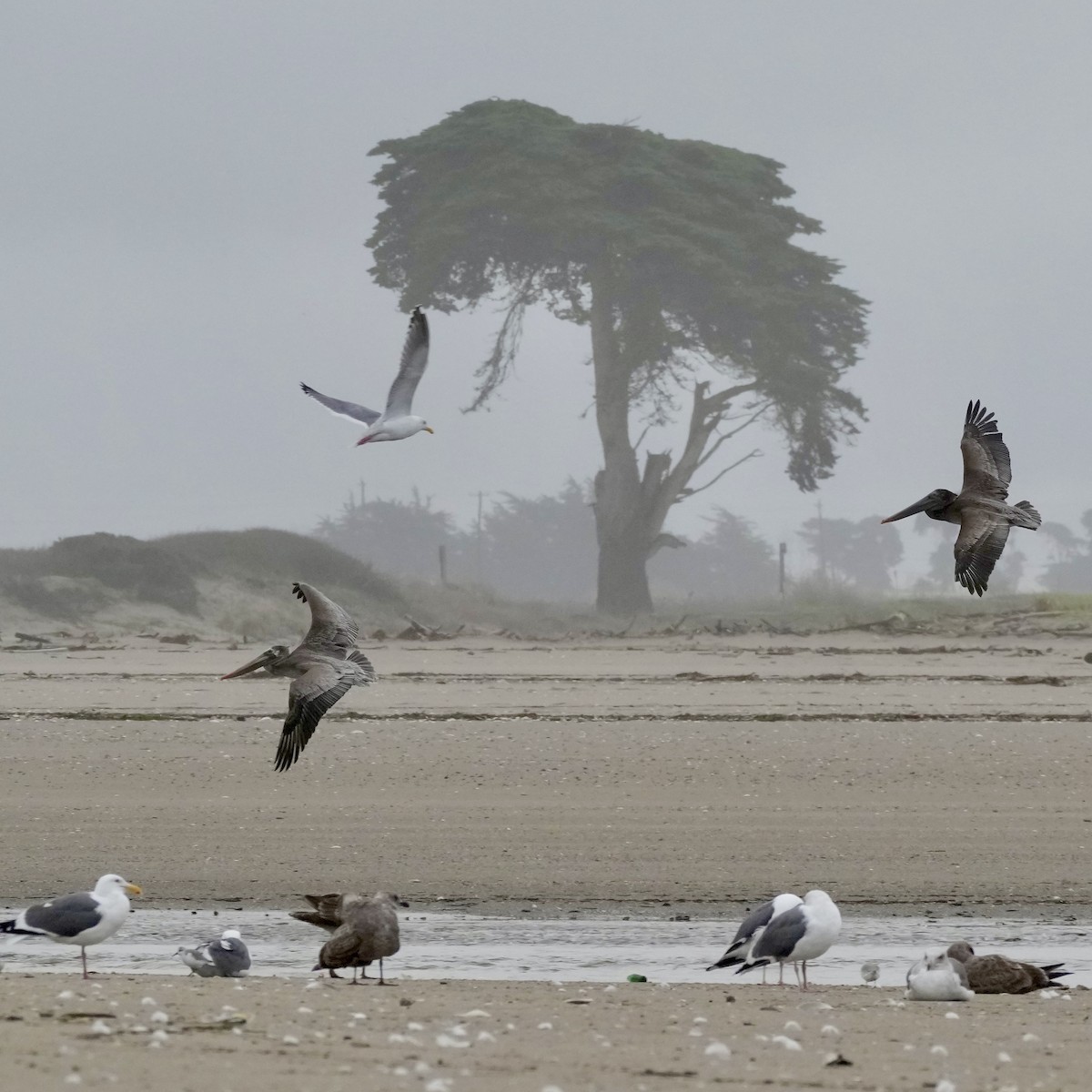 Western Gull - ML613664984