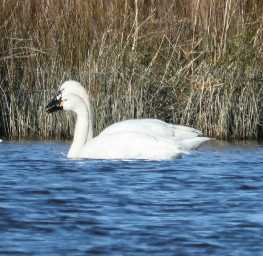 Tundra Swan (Whistling) - ML613665018